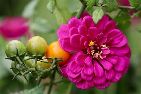 Why To Plant Zinnias In A Vegetable Garden Help Your Garden