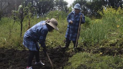 Caracter Sticas Cultivos Y Ventajas De La Agricultura Extensiva