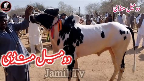 Domail Mandi Fatehjang Latets Update Ll Dhani Bulls Ll Jamil Tv Ll