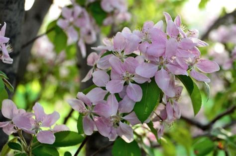 Árvore De Sakura Florescendo Com Flores Cor De Rosa Isoladas Na árvore