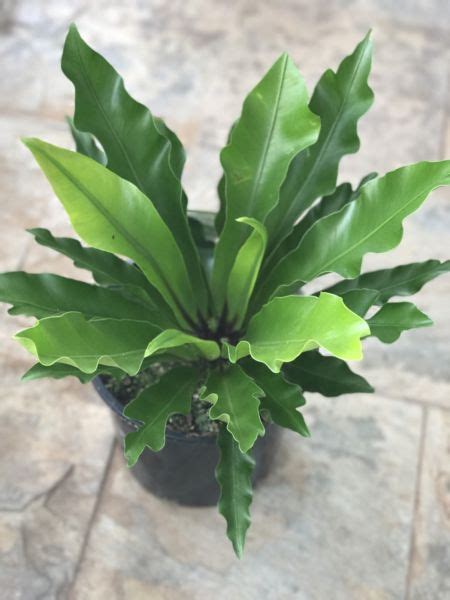 Birds Nest Fern Asplenium Australasicum True Green Nursery