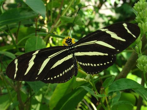 Zebra Longwing Butterfly Life Cycle