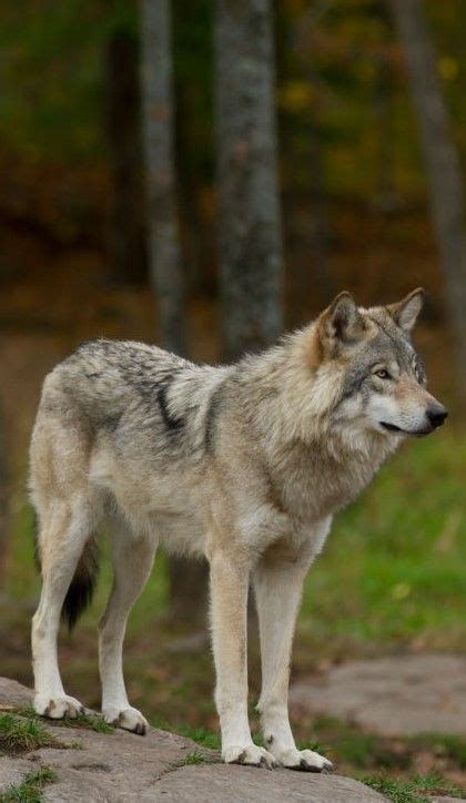 A Lone Wolf Standing On Top Of A Rock