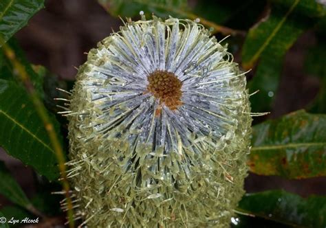 Plantfiles Pictures Banksia Species Fern Leaved Banksia Banksia