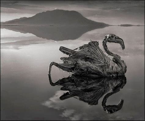 El Lago Natron Africa Convierte A Los Animales En Piedras