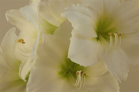 White Amaryllis Flowers - Free photo on Pixabay