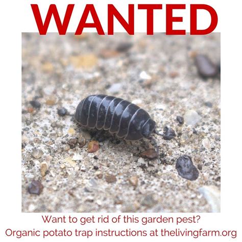 Organic Pill Bug Control Using A Potato Trap Bug Control Pill Bug