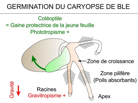 Graines De Poac Es