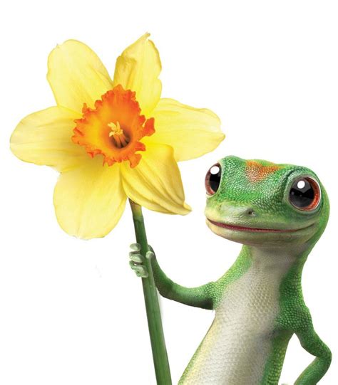 22 best images about Geico lizard......he's so cute!! on Pinterest ...