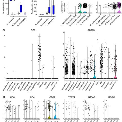 Expression Level Of Cd6 And Alcam On Renal Cell Populations Download Scientific Diagram