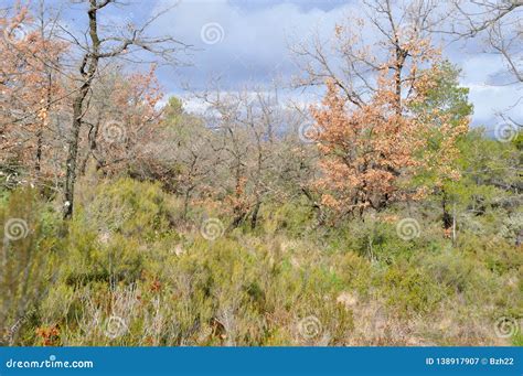 Provence in winter stock image. Image of rural, foliage - 138917907