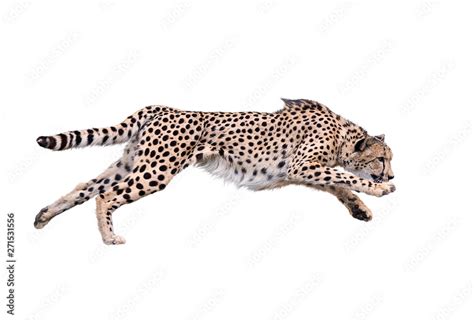 Cheetah Running ,Isolated on white Background Stock Photo | Adobe Stock