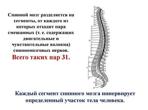 Спинной мозг. Строение, функции - презентация онлайн