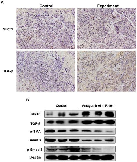 The Mir Antagomir Suppressed Expression Of Mesenchymal Cell Markers