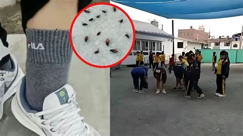 Plaga De Pulgas En Sjl Colegio Es Invadido Por Insectos Y Afecta La Salud De Escolares Infobae