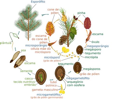 Gimnospermas Reprodução Estrutura Classificação Ciclo De Vida Fotos Infoescola