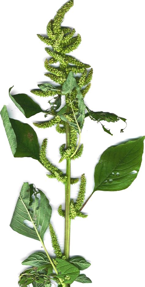 Basterdamarant Amaranthus Hybridus Subsp Hybridus Franse Amarant