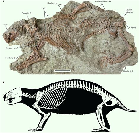 Paleontologist Fossils