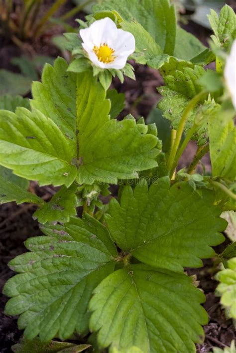 Cultivated Strawberry Flower Fragaria Ananassa Stock Photo Image Of