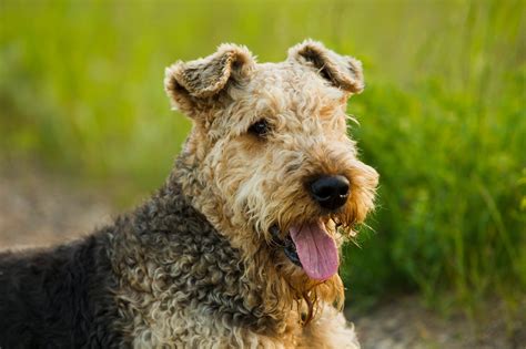 15 Curly Haired Dogs With Pictures Readers Digest