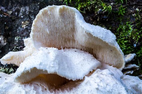 Tiered Tooth Fungus Hericium Cirrhatum Tiered Tooth Fung Flickr