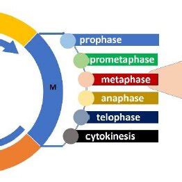 Cell cycle, composed of G1, S, G2 and M phase (In M-phase mitosis ...