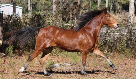 Hackney Pony Breed Profile - Helpful Horse Hints