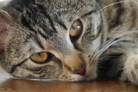 Enfermedades más comunes en los gatos