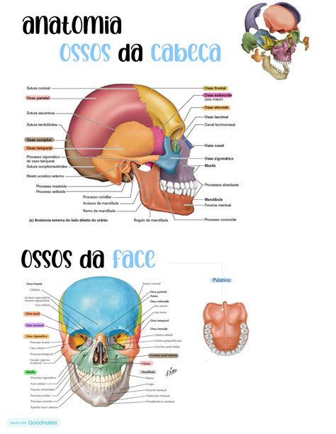 SOLUTION Sistema Esquel Tico Anatomia Studypool