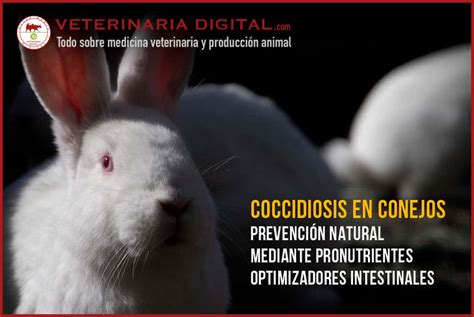 Coccidiosis En Conejos