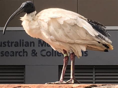 Australian White Ibis - The Australian Museum