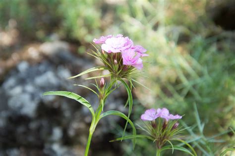 Garten Navi Bart Nelke Dianthus Barbatus Wildform