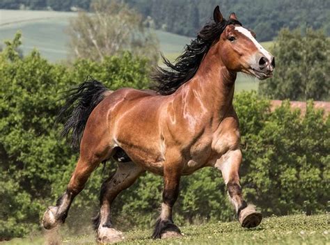 Sonhar Cavalo Descubra O Que Significa Explore A Adrenalina Do