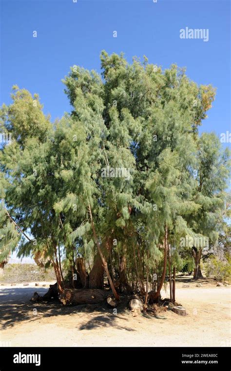 Salt Cedar Tamarix Ramosissima Is A Deciduous Shrub Or Small Tree