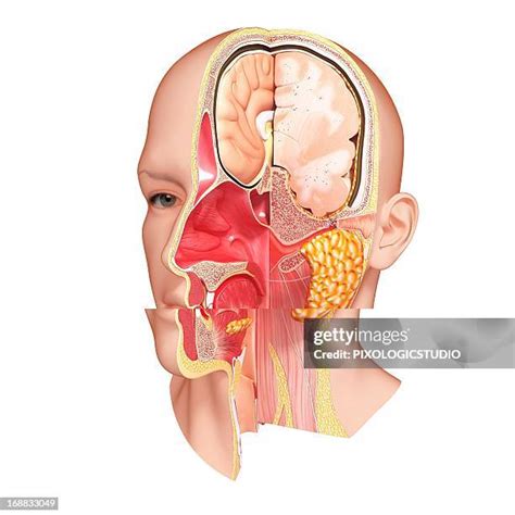 166 Ear Canal Anatomy Stock Photos, High-Res Pictures, and Images ...