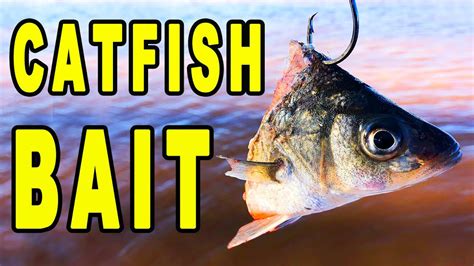 Cut Bait For Catfish Are You Using Catfish Bait Correctly Youtube