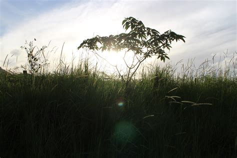 Free Images Tree Nature Horizon Light Cloud Plant Sky Sun