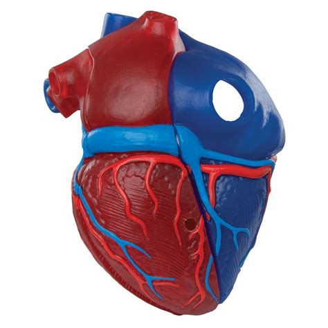 3b Scientific G01 1 Magnetic Heart Model Life Sized 5 Parts