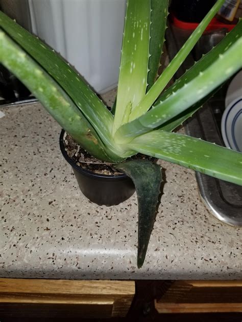 How To Know If Aloe Vera Plant Is Dying Plant Blog