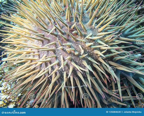 Crown of Thorns Starfish at the Bottom of Tropical Sea, Underwater ...