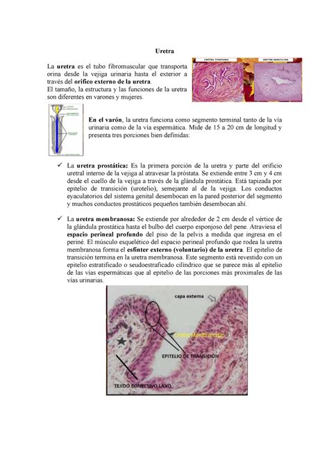 Histología De La Uretra Prostática