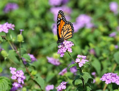 Monarch Waystations How To Build One In Your Garden