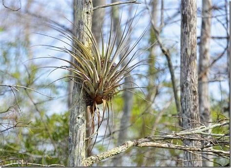 Air Plants In Florida