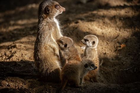 Antwerp Zoo Entry Ticket Getyourguide