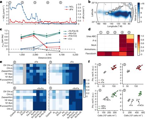 Persistent Equatorial Pacific Iron Limitation Under ENSO Forcing Nature