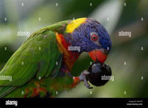 Rainbow Lorikeet Trichoglossus Haematodus Eating Fruit Stock Photo Alamy