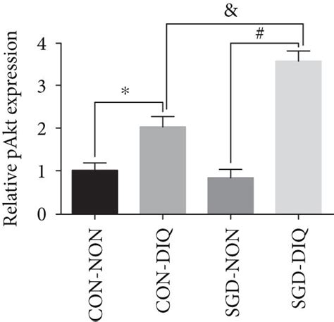 Expression Of Phosphorylated AMPK And Akt Sirt1 And Nuclear Nrf2 In