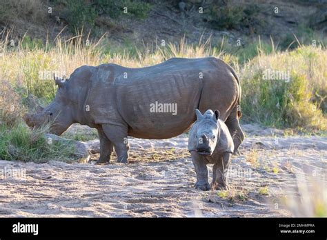 White Rhinoceros Or Square Lipped Rhinoceros Ceratotherium Simum