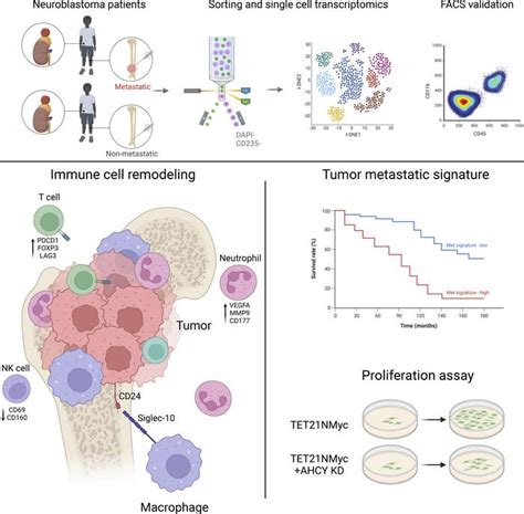 JCI Insight Single Cell Analyses Of Metastatic Bone Marrow In Human