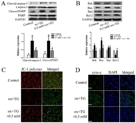 Metformin Inhibited Oxidized Low Density Lipoprotein Ox Ldl Induced